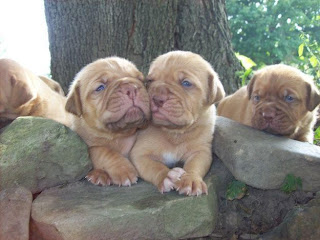 Mastiff Puppy Pictures