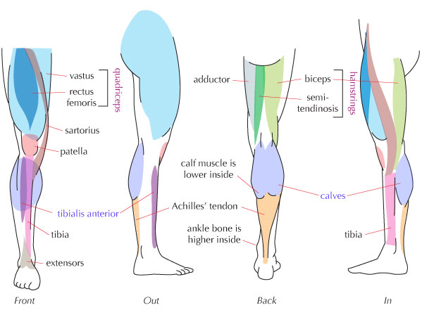 Human Leg Muscle Anatomy - Health Images Reference