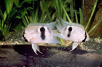 keyhole cichlid - Cleithracara maronii