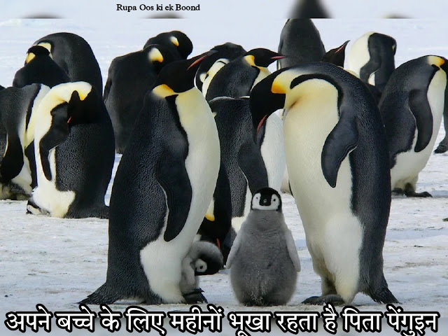 विश्व पेंगुइन दिवस 25 अप्रैल "World Penguin Day 25 April"