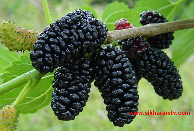Health Benefits Of Mulberries