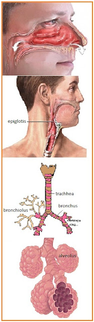 Unit alat pernafasan terdiri dari Trachea , Bronchus , Bronkhiolus 