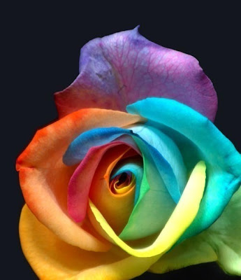 Pictures Of Rainbow Roses. Rainbow rose. reply