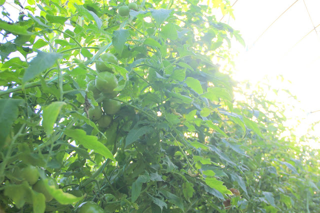 新竹 關西景點 大同蕃茄草莓園 