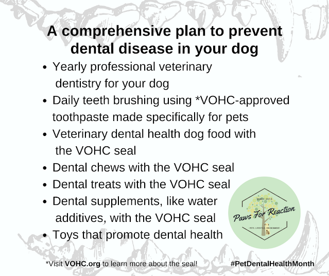 Prevent dental disease in your dog 2023