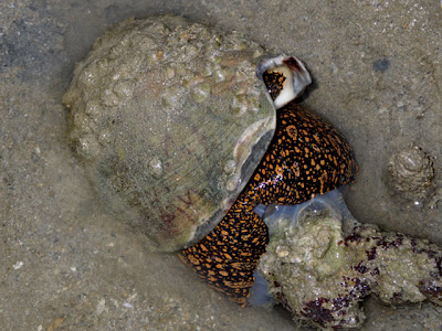 Noble Volute (Cymbiola nobilis)