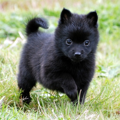 Adorable black Schipperke Puppy