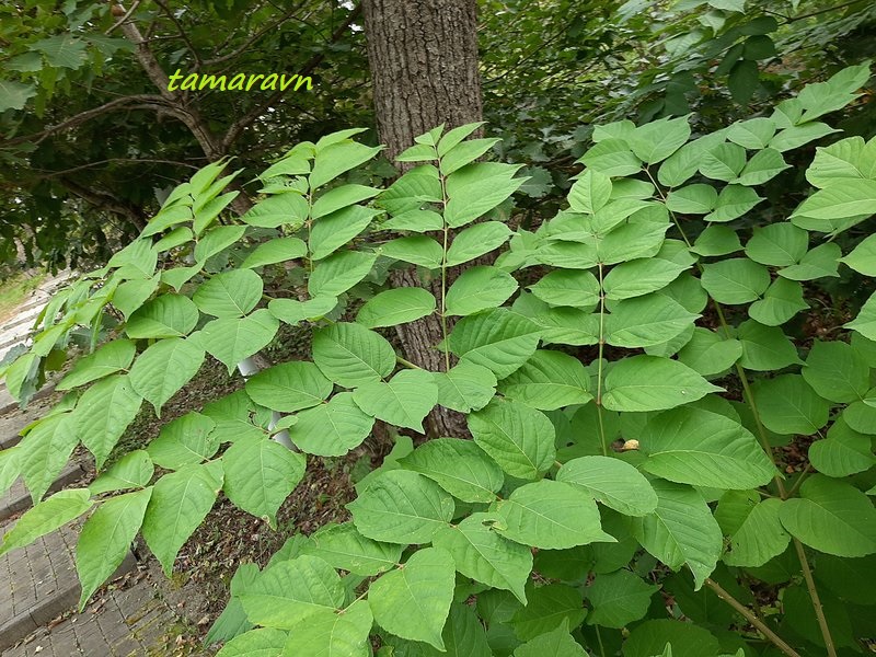 Аралия высокая / Аралия маньчжурская (Aralia elata, =Aralia mandshurica)