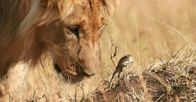 Lion and frog