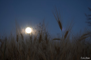 Місяць пробирається крізь колоски пшениці. Гійче.