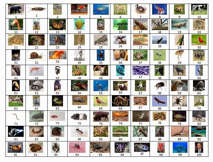 Download All Animals Pictures And Names in high resolution for free ...