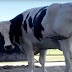 La ciencia revela la verdad sobre Knickers, la “vaca gigante”