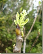 figleaves2_1_1