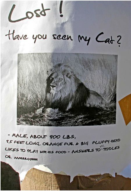 funny_lost_found_pet_signs_01.jpg