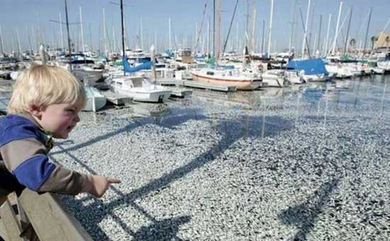 Mass fish death in California