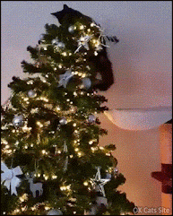 Xmas Cat GIF • OMG, crazy cat hanging on top of the Christmas tree!