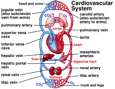 circulatory system heart diagram. circulatory system heart