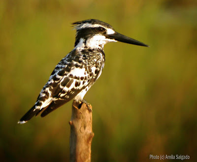 Pied Kingfisher in my local patch