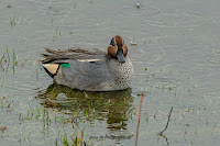 Wildlifefotografie Krickente Naturfotografie Lippeaue Olaf Kerber