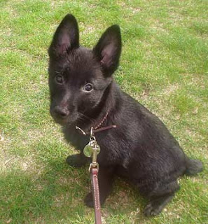 Schipperke Puppy Photos