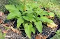 Hosta kikutii - Sunny Place Hosta care and culture