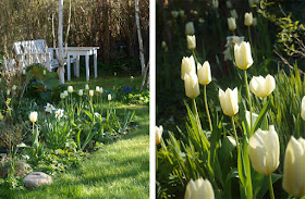 Haverum med hvide blomster