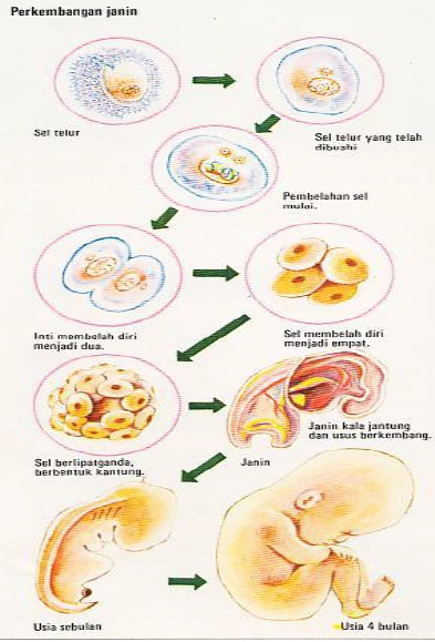 Pembuahan terjadi bila sel telur bertemu sperma dan masuk melalui dinding telur Info Kehamilan
