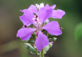 purple flowers in Puriscal