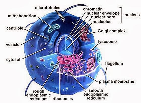 cell (1)