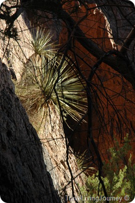 PalmCanyon 100