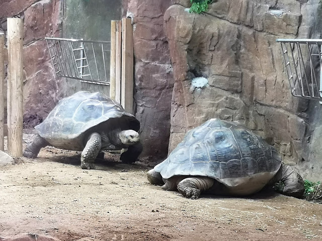 Galapagos Tortoises