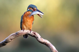 Pequeno pássaro com pequeno peixe no bico