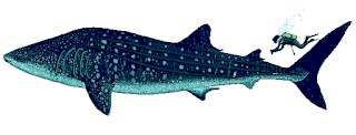 Balina köpek balığı ve dalgıç