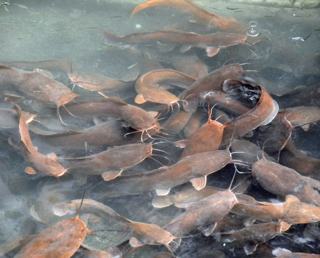 cara berkembang biak ikan lele