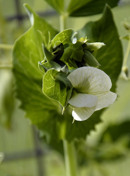 sukkererter