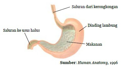 Makanan di dalam lambung dicerna secara kimiawi