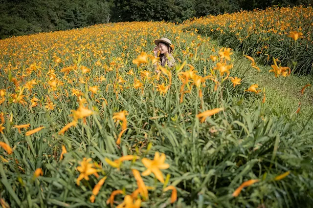 天山農場2023花況