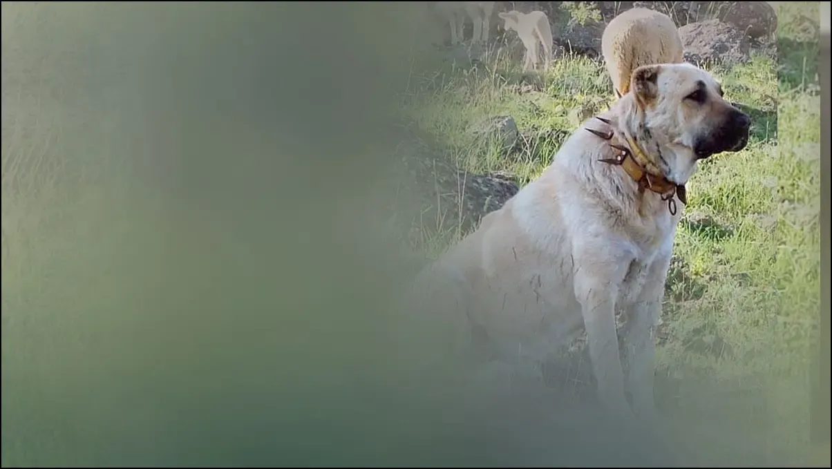 Rüyada Kangal Görmek Ne Anlama Gelir?