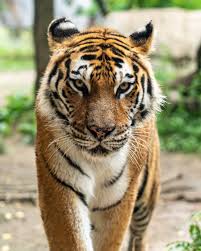 What kinds of animals live in the forest?