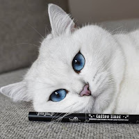 Source: KVD Vegan Beauty. Coby the Cat.