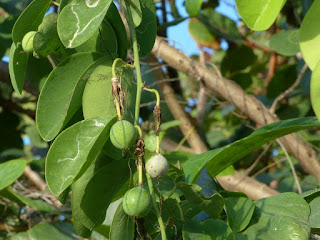 Passiflora cupraea - Grenadille cuivrée