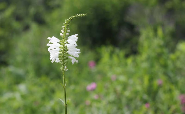 Physostegia Virginiana Flowers Pictures