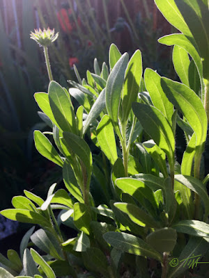 Glowing sunset light through Gaillardia leaves. Photo©2022 Tina M.Welter