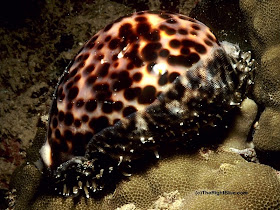 Tiger cowrie (Cypraea tigris) with the mantle partially extended Tiger cowrie (Cypraea tigris)