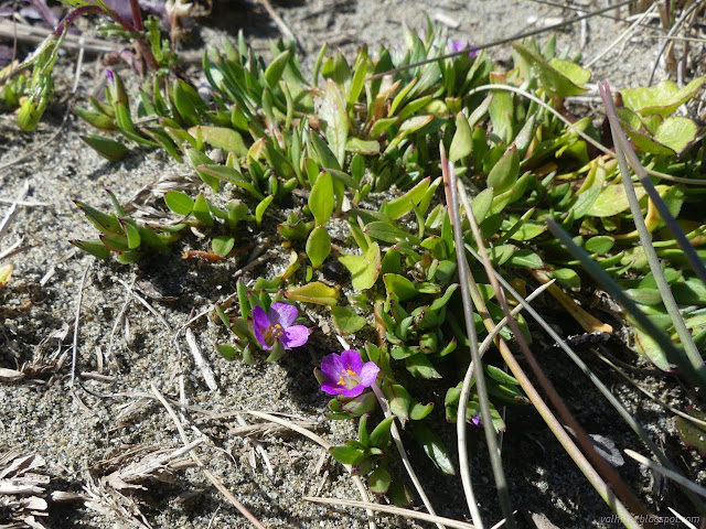 54: more flowers in the sand