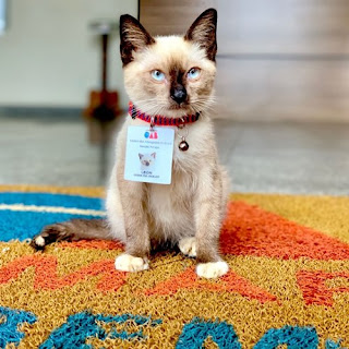 Conoce al Dr. Leon Advogato, un gatito callejero que fue rescatado y convertido en abogado