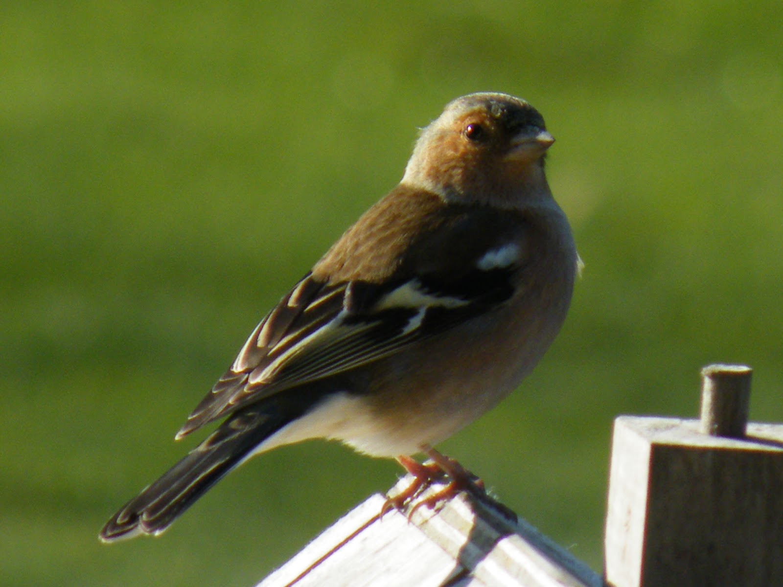 du-four-au-jardin-et-mes-dix-doigts: Pinson