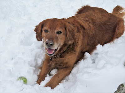 Adorable Golden Retriever dog