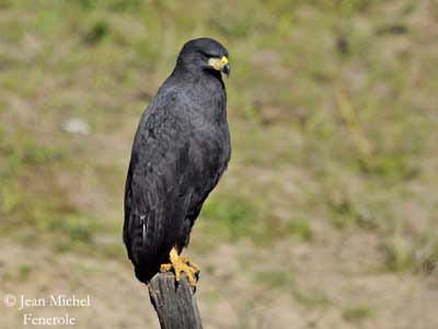 Jual Elang Hitam Penyendiri (Black Solitary - Eagle Buteogallus solitarius),  Harga Elang Hitam Penyendiri (Black Solitary - Eagle Buteogallus solitarius),  Toko Elang Hitam Penyendiri (Black Solitary - Eagle Buteogallus solitarius),  Diskon Elang Hitam Penyendiri (Black Solitary - Eagle Buteogallus solitarius),  Beli Elang Hitam Penyendiri (Black Solitary - Eagle Buteogallus solitarius),  Review Elang Hitam Penyendiri (Black Solitary - Eagle Buteogallus solitarius),  Promo Elang Hitam Penyendiri (Black Solitary - Eagle Buteogallus solitarius),  Spesifikasi Elang Hitam Penyendiri (Black Solitary - Eagle Buteogallus solitarius),  Elang Hitam Penyendiri (Black Solitary - Eagle Buteogallus solitarius) Murah,  Elang Hitam Penyendiri (Black Solitary - Eagle Buteogallus solitarius) Asli,  Elang Hitam Penyendiri (Black Solitary - Eagle Buteogallus solitarius) Original,  Elang Hitam Penyendiri (Black Solitary - Eagle Buteogallus solitarius) Jakarta,  Jenis Elang Hitam Penyendiri (Black Solitary - Eagle Buteogallus solitarius),  Budidaya Elang Hitam Penyendiri (Black Solitary - Eagle Buteogallus solitarius),  Peternak Elang Hitam Penyendiri (Black Solitary - Eagle Buteogallus solitarius),  Cara Merawat Elang Hitam Penyendiri (Black Solitary - Eagle Buteogallus solitarius),  Tips Merawat Elang Hitam Penyendiri (Black Solitary - Eagle Buteogallus solitarius),  Bagaimana cara merawat Elang Hitam Penyendiri (Black Solitary - Eagle Buteogallus solitarius),  Bagaimana mengobati Elang Hitam Penyendiri (Black Solitary - Eagle Buteogallus solitarius),  Ciri-Ciri Hamil Elang Hitam Penyendiri (Black Solitary - Eagle Buteogallus solitarius),  Kandang Elang Hitam Penyendiri (Black Solitary - Eagle Buteogallus solitarius),  Ternak Elang Hitam Penyendiri (Black Solitary - Eagle Buteogallus solitarius),  Makanan Elang Hitam Penyendiri (Black Solitary - Eagle Buteogallus solitarius),  Elang Hitam Penyendiri (Black Solitary - Eagle Buteogallus solitarius) Termahal,  Adopsi Elang Hitam Penyendiri (Black Solitary - Eagle Buteogallus solitarius),  Jual Cepat Elang Hitam Penyendiri (Black Solitary - Eagle Buteogallus solitarius),  Kreatif Elang Hitam Penyendiri (Black Solitary - Eagle Buteogallus solitarius),  Desain Elang Hitam Penyendiri (Black Solitary - Eagle Buteogallus solitarius),  Order Elang Hitam Penyendiri (Black Solitary - Eagle Buteogallus solitarius),  Kado Elang Hitam Penyendiri (Black Solitary - Eagle Buteogallus solitarius),  Cara Buat Elang Hitam Penyendiri (Black Solitary - Eagle Buteogallus solitarius),  Pesan Elang Hitam Penyendiri (Black Solitary - Eagle Buteogallus solitarius),  Wisuda Elang Hitam Penyendiri (Black Solitary - Eagle Buteogallus solitarius),  Ultah Elang Hitam Penyendiri (Black Solitary - Eagle Buteogallus solitarius),  Nikah Elang Hitam Penyendiri (Black Solitary - Eagle Buteogallus solitarius),  Wedding Elang Hitam Penyendiri (Black Solitary - Eagle Buteogallus solitarius),  Flanel Elang Hitam Penyendiri (Black Solitary - Eagle Buteogallus solitarius),  Special Elang Hitam Penyendiri (Black Solitary - Eagle Buteogallus solitarius),  Suprise Elang Hitam Penyendiri (Black Solitary - Eagle Buteogallus solitarius),  Anniversary Elang Hitam Penyendiri (Black Solitary - Eagle Buteogallus solitarius),  Moment Elang Hitam Penyendiri (Black Solitary - Eagle Buteogallus solitarius),  Istimewa  Elang Hitam Penyendiri (Black Solitary - Eagle Buteogallus solitarius),  Kasih Sayang  Elang Hitam Penyendiri (Black Solitary - Eagle Buteogallus solitarius),  Valentine  Elang Hitam Penyendiri (Black Solitary - Eagle Buteogallus solitarius),  Tersayang Elang Hitam Penyendiri (Black Solitary - Eagle Buteogallus solitarius),  Unik Elang Hitam Penyendiri (Black Solitary - Eagle Buteogallus solitarius), 