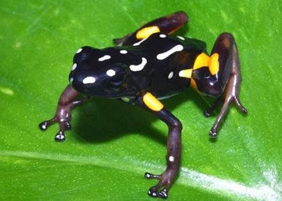 Rã-arlequim (Atelopus varius), a espécie era encontrada da Costa Rica até ao Panamá. Atualmente,  encontra-se em perigo de extinção, sendo encontrado apenas uns poucos sobreviventes na Costa Rica e extinta no Panamá. 